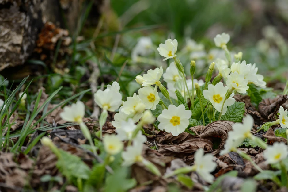 Spring Flowers