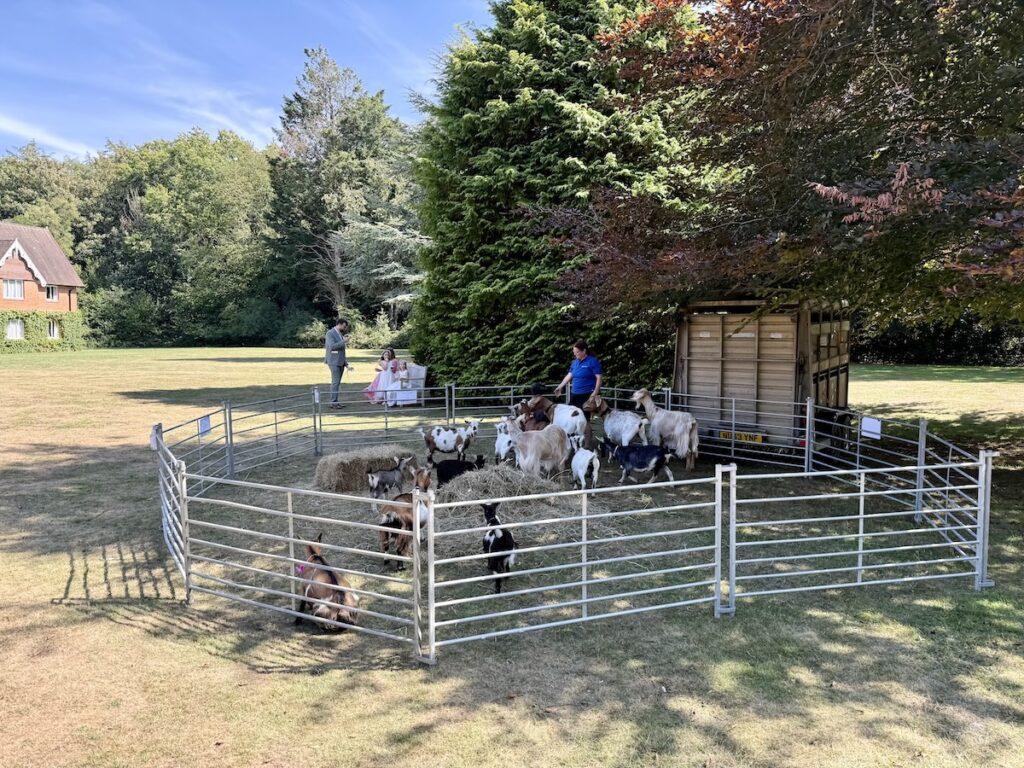 Goats at a wedding at Audleys Wood Hotel in Basingstoke.