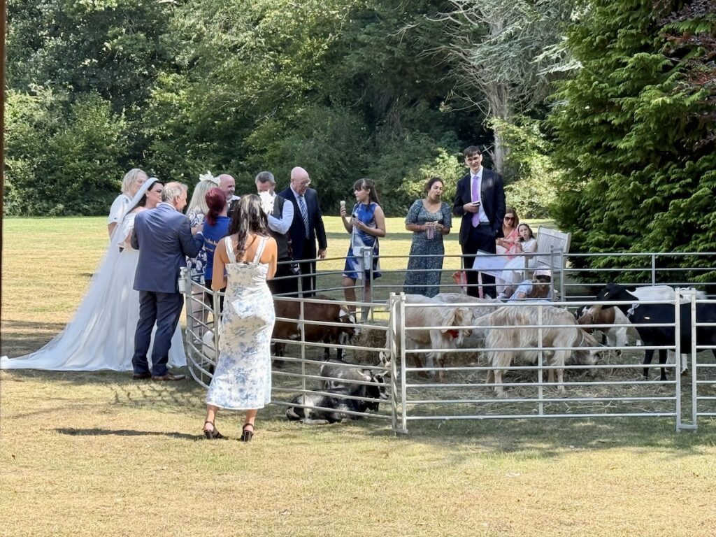Goats at Audleys Wood Hotel in Basingstoke.