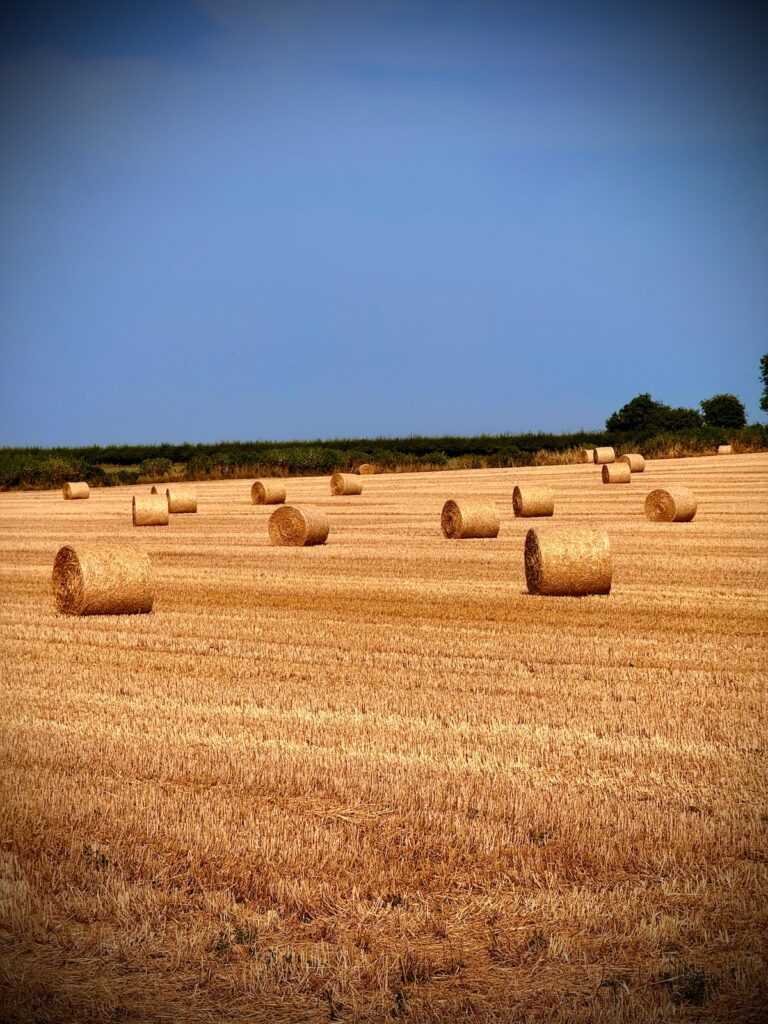 Haybales in the evening sunlight at Charingworth Manor in the Cotswolds