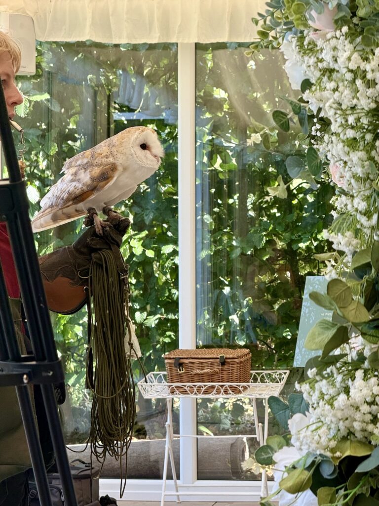 Owl at Parley Manor in Bournemouth Dorset