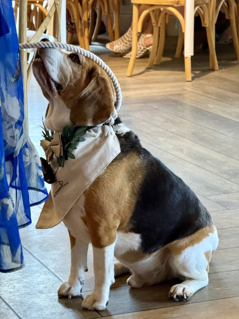 Basset Hound ringbearer at Stretton Manor Barns