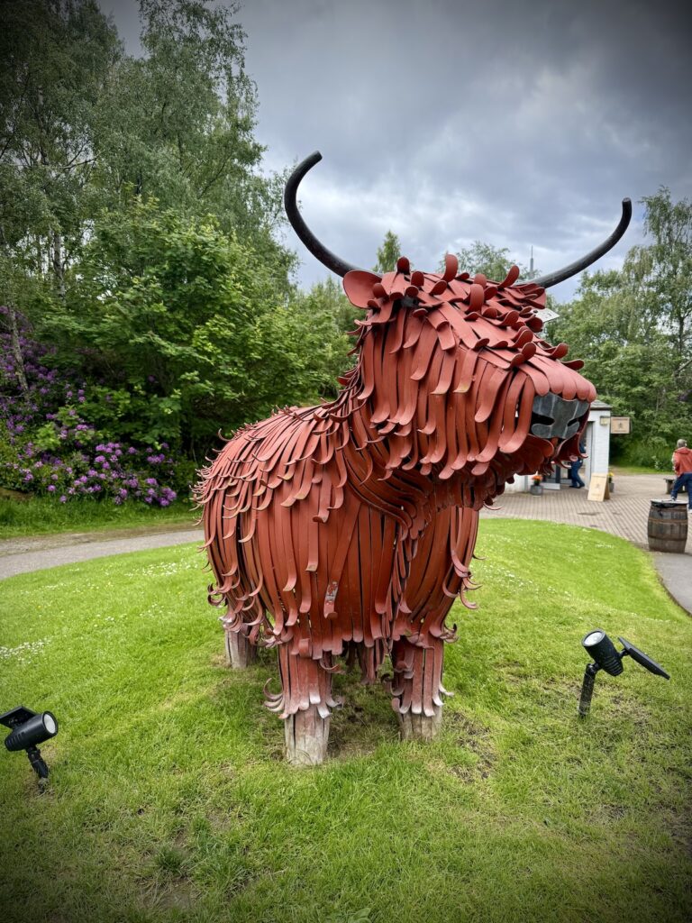 Highland Cow in the Scottish Highlands outside a cafe on the A9
