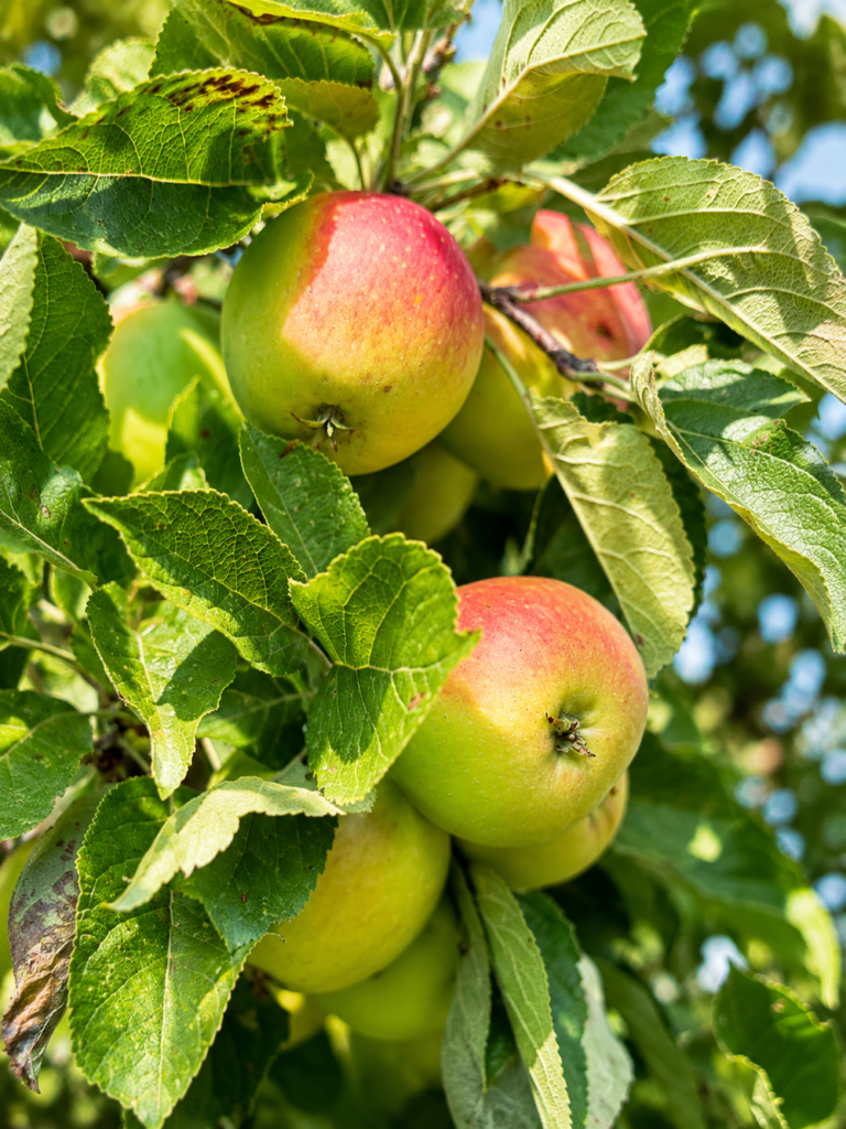 Ripe apples growing in the orchard at The Orchard at Munsley wedding venue