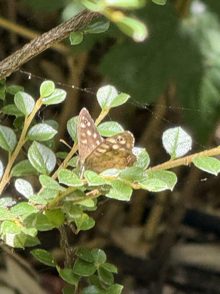 Speckled Wood Butterfly at Moxhull Hall in the West Midlands