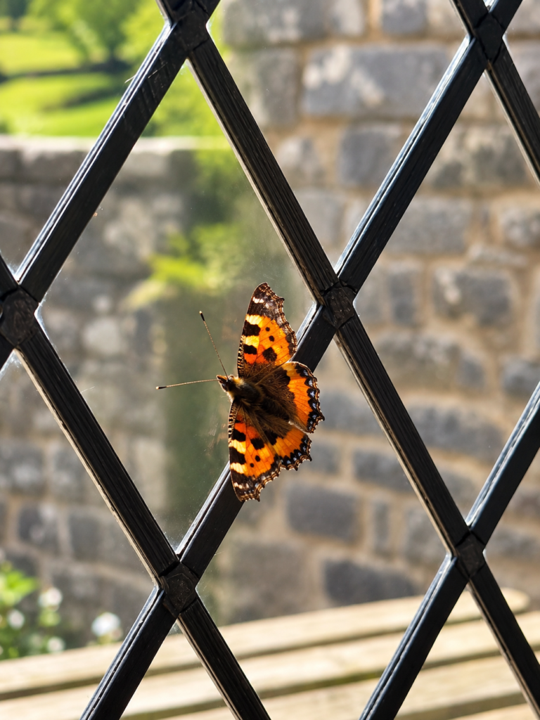 Butterfly at the Priests House Skipton with Daytime Wedding Music by JAM Duo Cello and Piano Duo