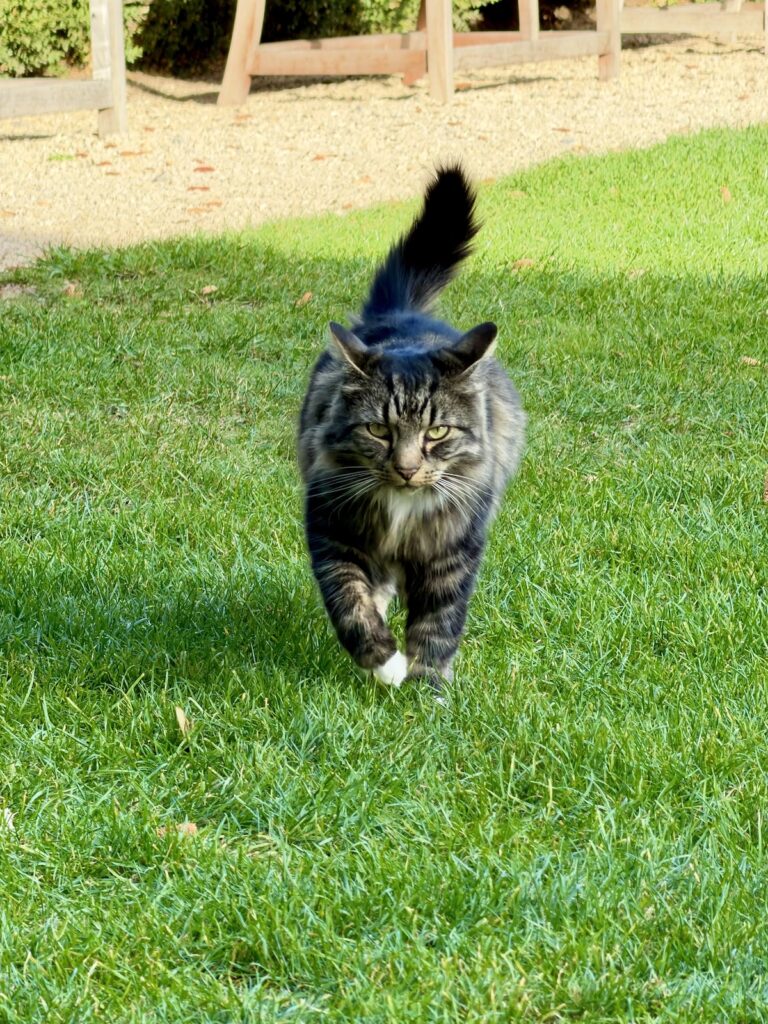 Maine Coone Cat at Elmore Court